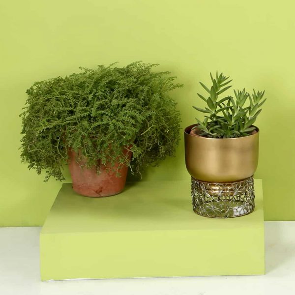 Indoor planter : Topbrass