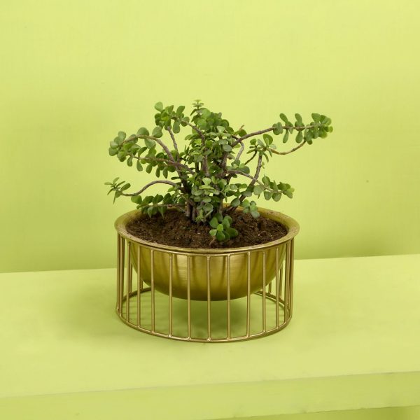 indoor gold planter