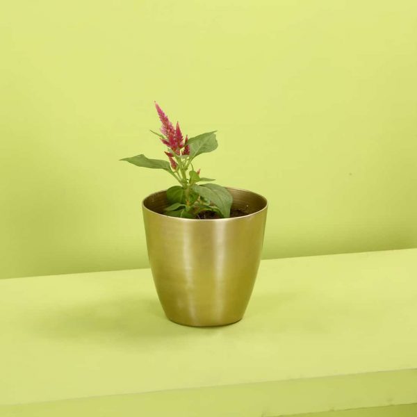 metal gold planter : toppbrass